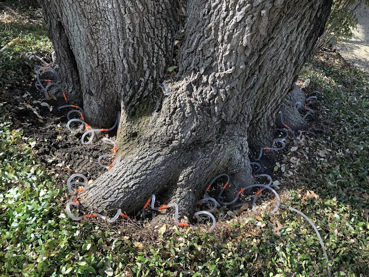 Detailed Tree Cabling and Bracing job site in Bacliff