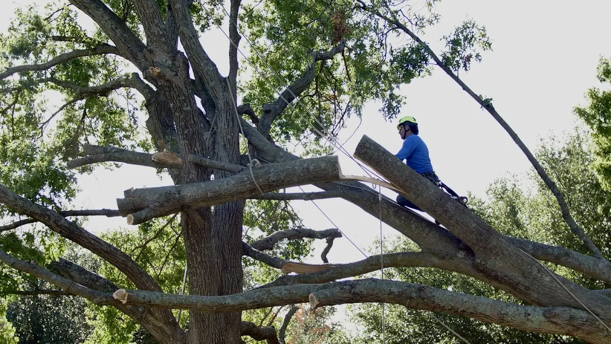 Professional Crown Thinning performed by certified arborists in Bacliff